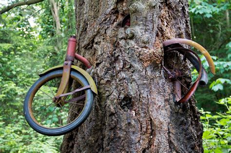 Vashon Bike In Tree